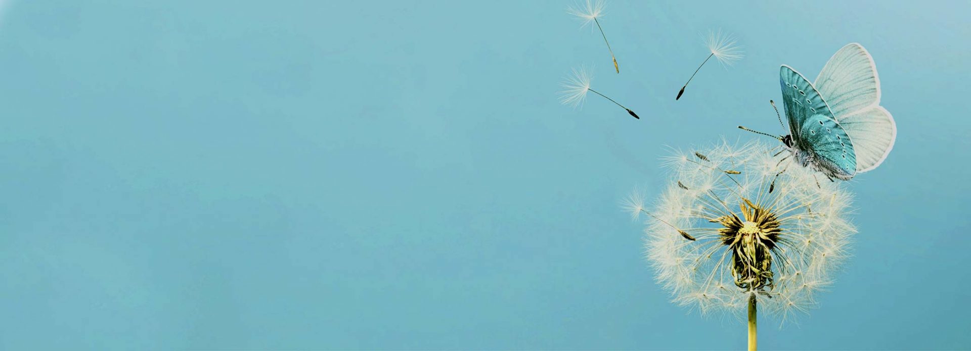 Blauer Hintergrund mit Pusteblume und Schmetterling
